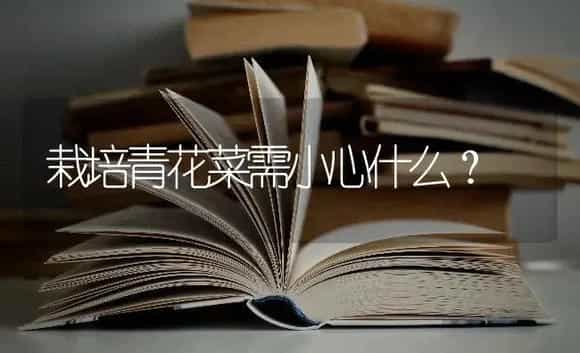 栽培青花菜需小心什么? | 蔬菜种植