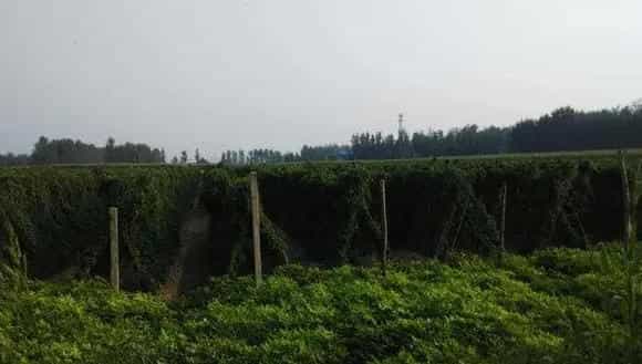 2018种山药赚钱吗？山药种植的利润与投资成本及前景预测