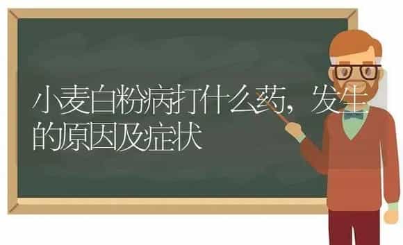 小麦白粉病打什么药,发生的原因及症状 | 植物农药