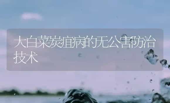大白菜炭疽病的无公害防治技术 | 植物病虫害