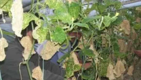 露娜森注意事项，施药注意安全，不能随便混用