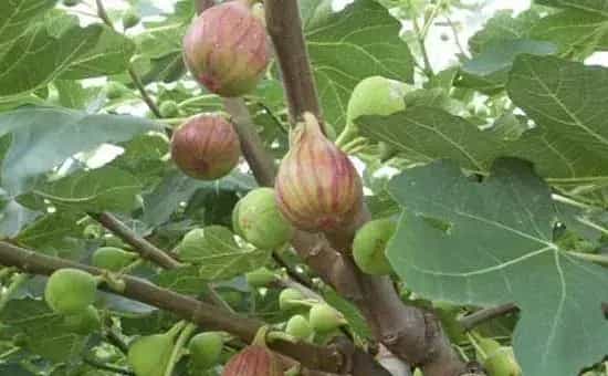 无花果种的又大又好吃,施肥方法学习下