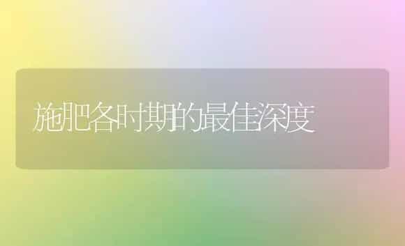 施肥各时期的最佳深度 | 植物肥料