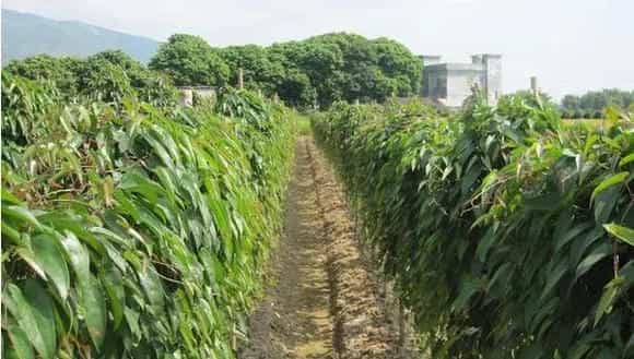 淮山药种植技术大全