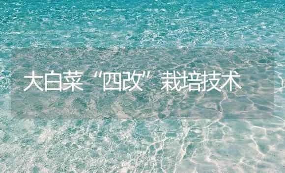 大白菜“四改”栽培技术 | 植物病虫害