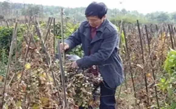 山药死棵原因及防治方法