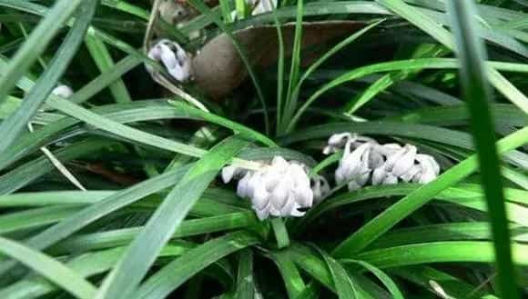 早春杂草种类及封闭药剂使用方法（附注意事项）