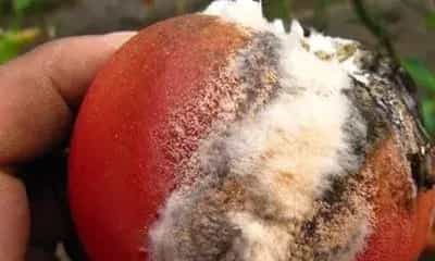 西红柿感染红粉病怎么办?怎样防治最好?