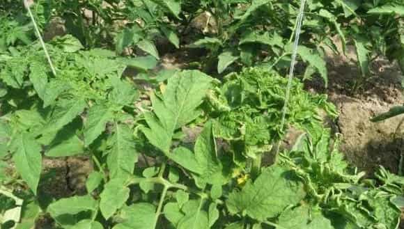 露娜森注意事项，施药注意安全，不能随便混用