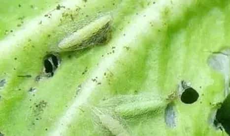 白菜霜霉病症状传播途径及防治方法