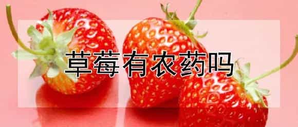 草莓有农药吗
