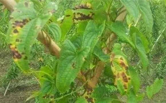 山药烂种死苗原因及解决方法