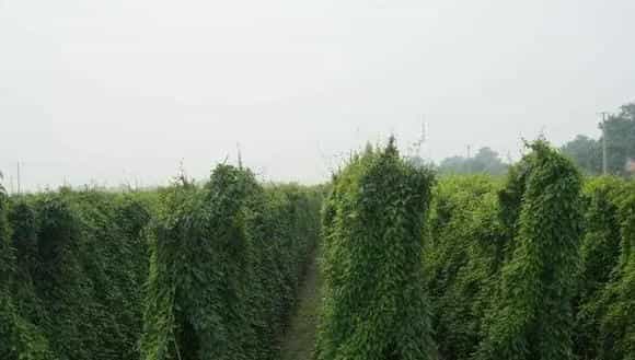 2018种山药赚钱吗？山药种植的利润与投资成本及前景预测