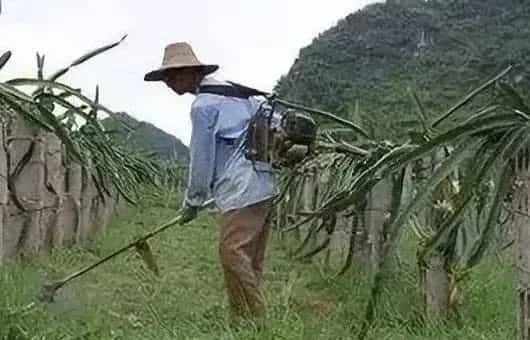 草甘膦农田果园除草使用方法及药害补救措施