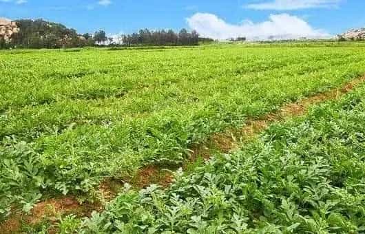 瓜苗对哪些农药比较敏感？如何防治药害？