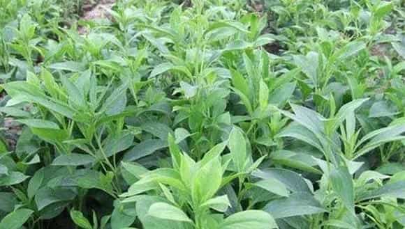 中药材白术田间种植管理技巧