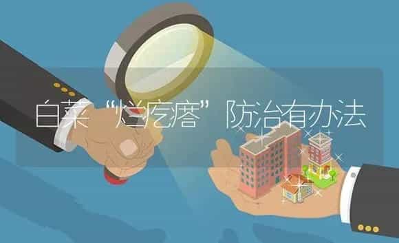 白菜“烂疙瘩”防治有办法 | 植物病虫害