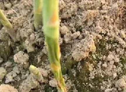 该如何防治芦笋茎腐病？