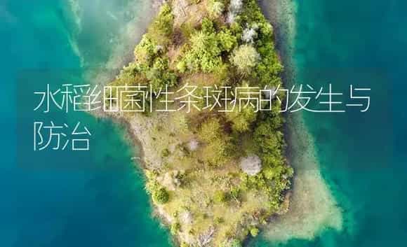 水稻细菌性条斑病的发生与防治 | 植物病虫害