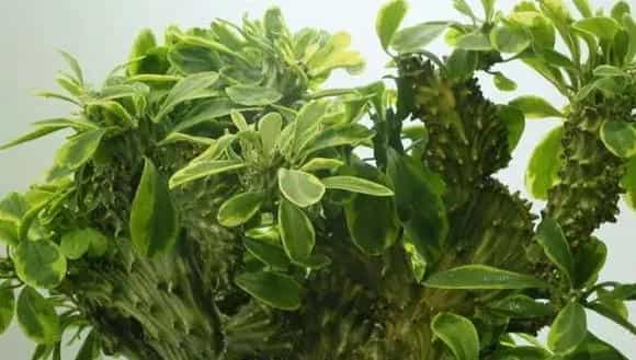 麒麟掌怎么浇水（多久浇一次）  麒麟掌怎么施肥