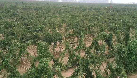 山药豆种植技术大全