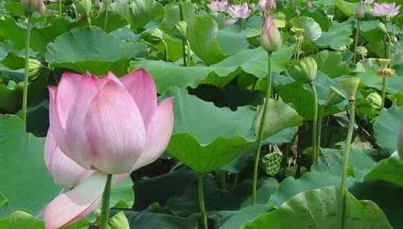 太空莲36号的种植技术，基肥与追肥结合