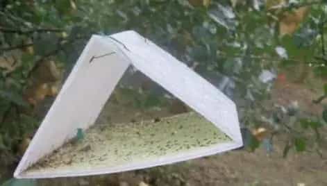 果园零农药防控害虫怎么做到的