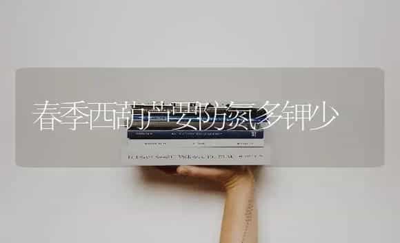 春季西葫芦要防氮多钾少 | 蔬菜种植