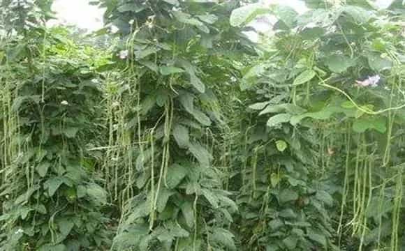 豆角的施肥技术要注意什么