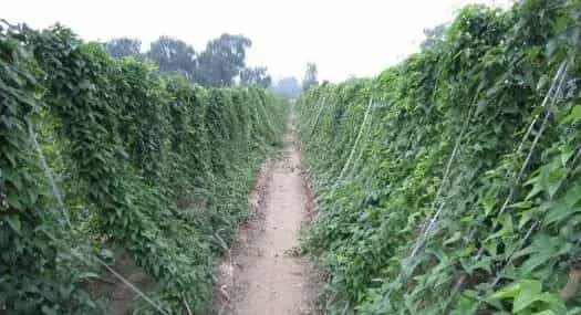 2017种山药赚钱吗？2017种山药前景及市场价格行情分析