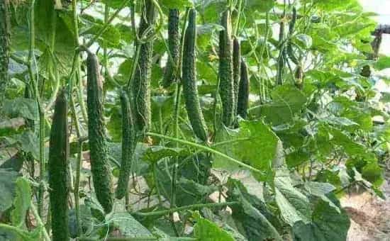 大棚黄瓜注意什么，控温、控水、控肥都很关键