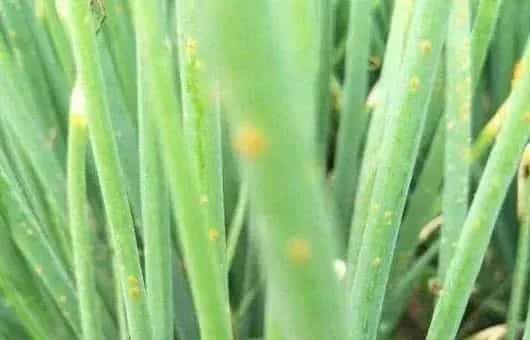 洋葱潜叶蝇高发时间在什么时候？防治药剂有哪些