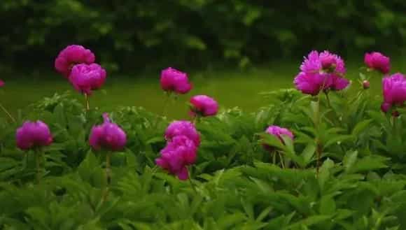 芍药什么时候种（几月）  芍药什么时候开花