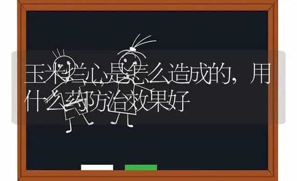 玉米烂心是怎么造成的,用什么药防治效果好 | 植物农药