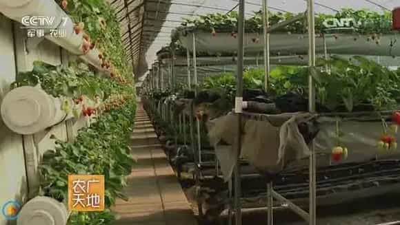 草莓架下种平菇