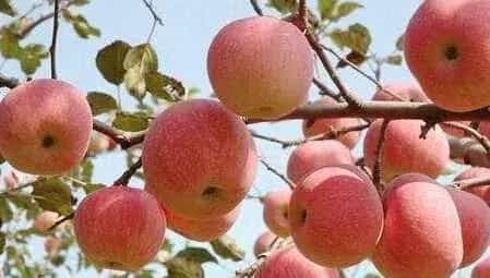种苹果病虫害中后期防治