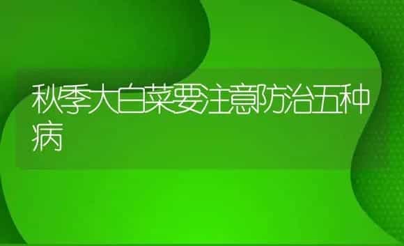 秋季大白菜要注意防治五种病 | 植物病虫害