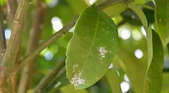 介壳虫用什么药最管用?