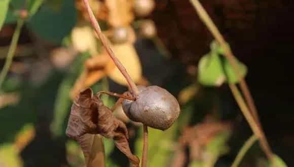 山药豆种植技术大全