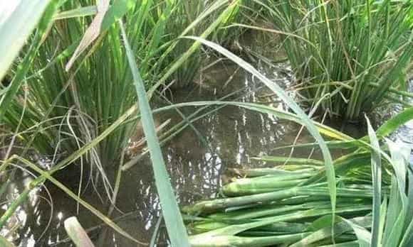 种植茭白如何追肥