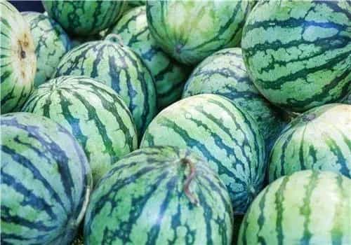 2019年西瓜多少钱一斤？栽培前景怎样？