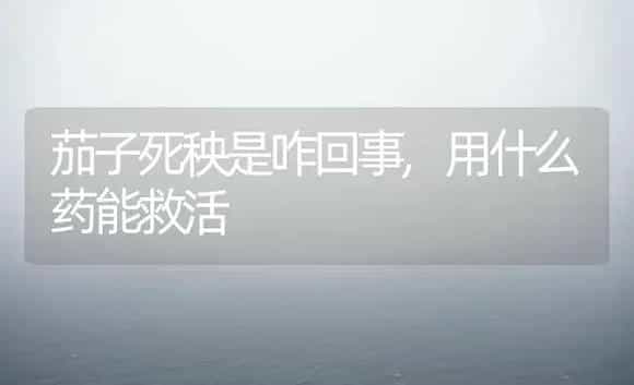 茄子死秧是咋回事,用什么药能救活 | 植物农药