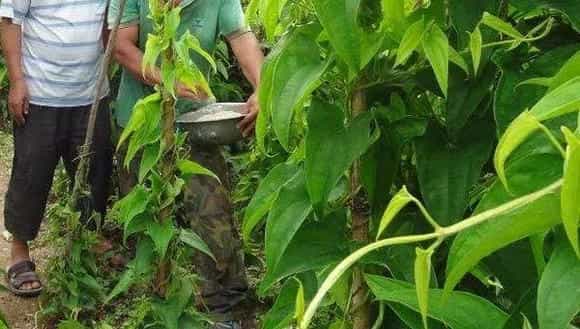 2018种山药赚钱吗？山药种植的利润与投资成本及前景预测