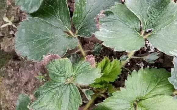 草莓药害该怎么挽救