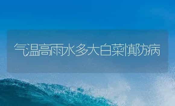 气温高雨水多大白菜慎防病 | 植物病虫害