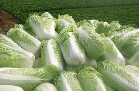 大白菜病毒病症状、传播途径及防治技巧介绍