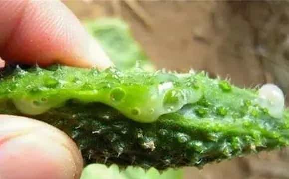 黄瓜流胶用药及防治方法介绍