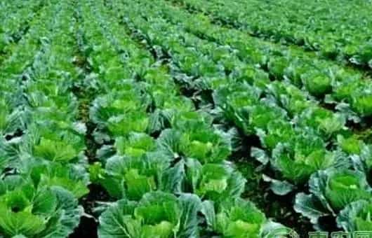 白菜类炭疽病特征及防治技巧