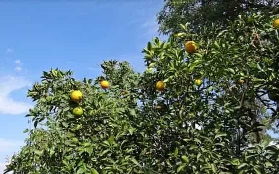 青橘子什么时候上市？多少钱一斤？