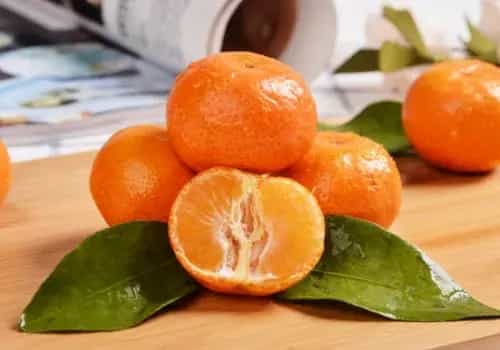 砂糖橘多少钱一斤？栽培前景怎样？